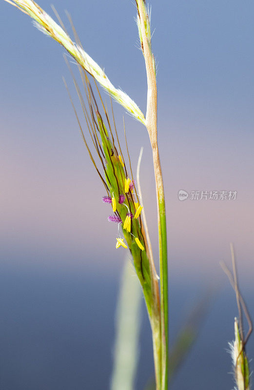 开花禾本科- Bromus vulgaris?